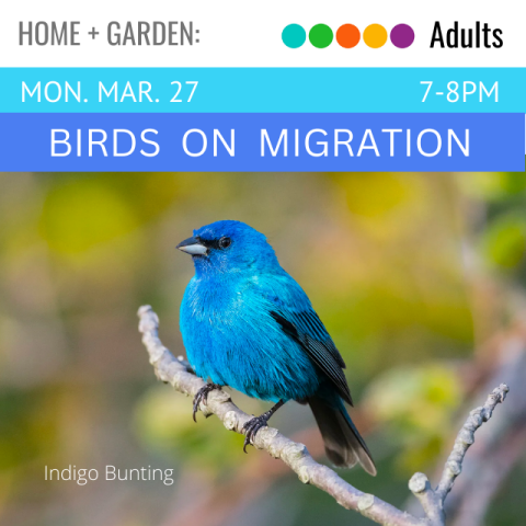 image of a bird with bright blue feathers perched on a branch. text above reads Birds on Migration