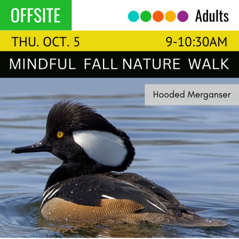 image of a Hooded Merganser, a small duck with a thin bill and a fan-shaped, collapsible crest that makes the head look oversized and oblong