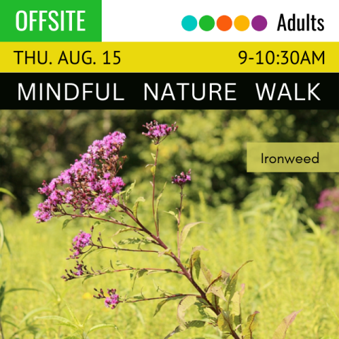 photograph of the plant ironweed. above in white text on a black background reads Mindful Nature Walk