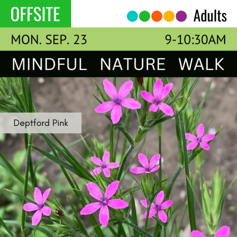 On a green banner across the top it says Offsite, Mindful Nature Walk, Monday, September 23, 9-10:30am below that is a picture of Deptford Pink Wildflowers