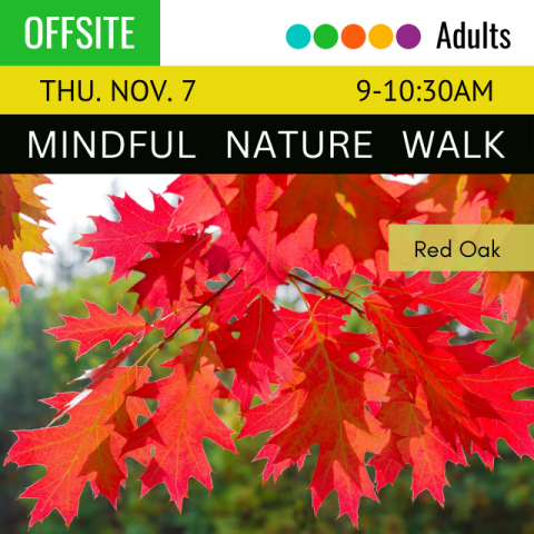 On a black banner across the top it says, Offsite, Mindful Nature Walk, Thursday, November 7, 9-10:30am, below that is a picture of Red Oak. 