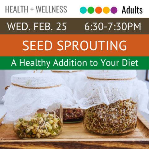 Three glass jars with cheesecloth on top of each. Each jar contains a different type of sprout.