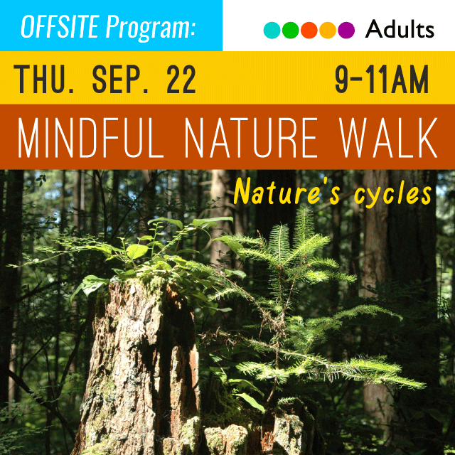 image of trees with text above Mindful Nature Walk