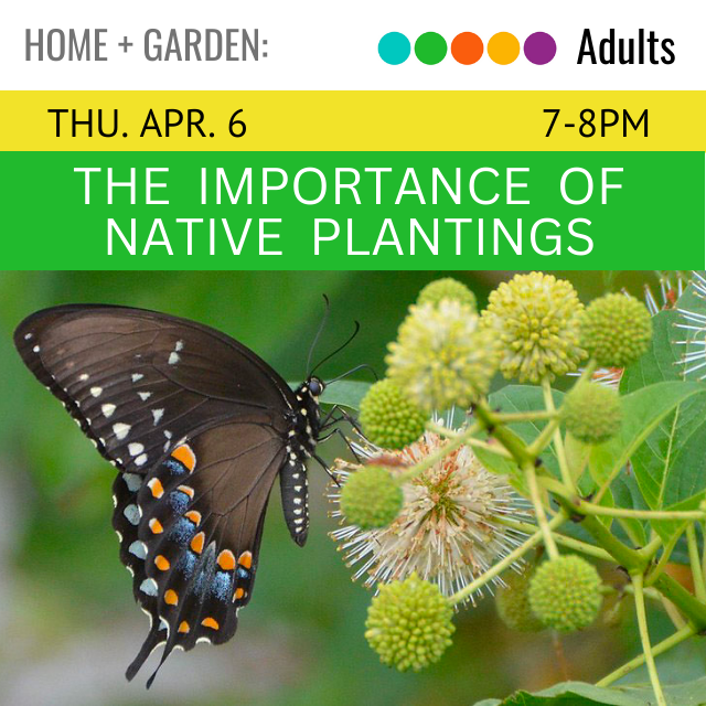 image of a butterfly resting on plants. text above reads The Importance of Native Plantings