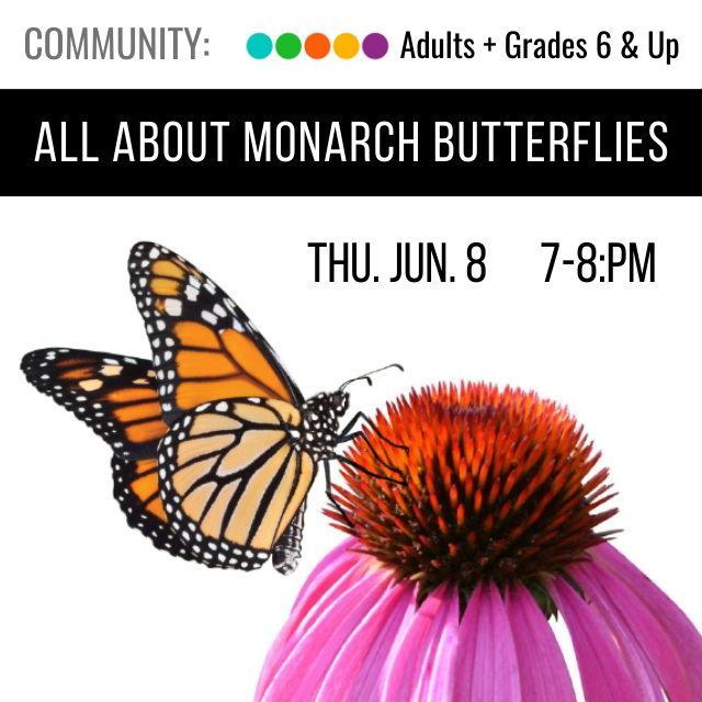 image of a Monarch butterfly sitting on a purple cornflower. text reads All About Monarch Butterflies Tue. Jun 8 7-8pm