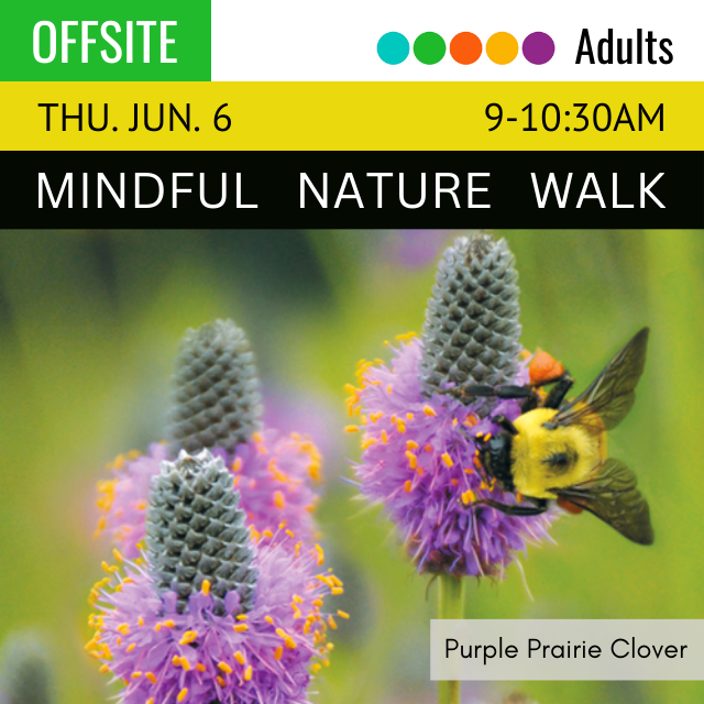 image of two Purple Prairie Clover plants with a bee climbing on one